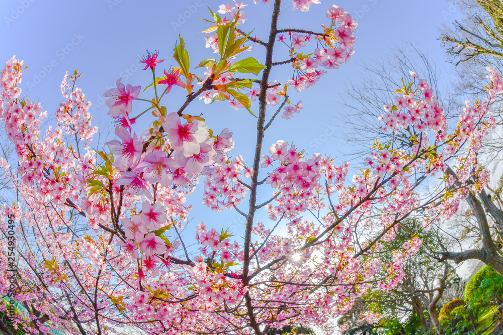 早春の河津桜と青空