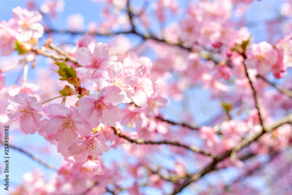 早春の河津桜と青空