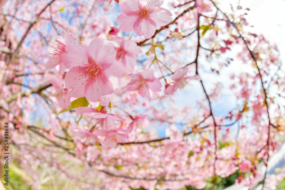 早春の河津桜と青空 早春の河津桜と青空