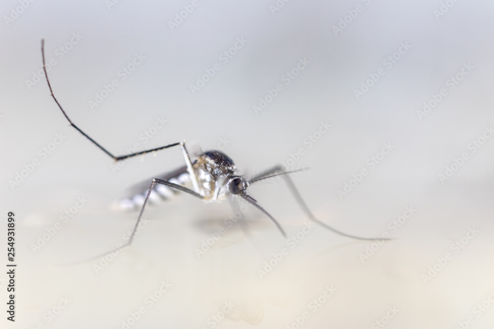Anopheles sp. is a species of mosquito in the order Diptera, Anopheles sp. in the water for education. Anopheles sp. is a species of mosquito in the order Diptera, Anopheles sp. in the water for education.