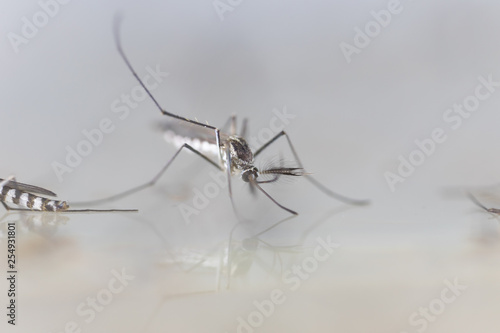 Anopheles sp. is a species of mosquito in the order Diptera, Anopheles sp. in the water for education.