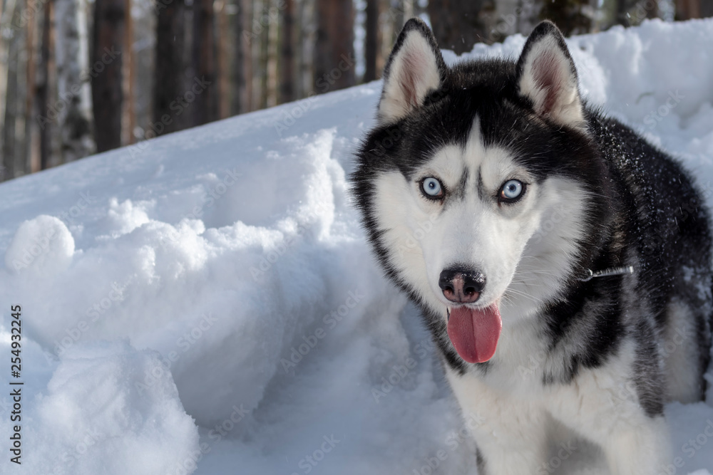 Siberian husky dog portrait on winter snowy forest background. Front view. Copy space.