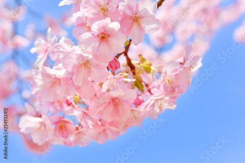 早春の河津桜と青空