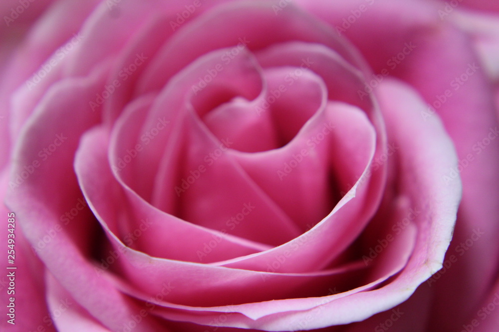 pink rose close up pink rose close up