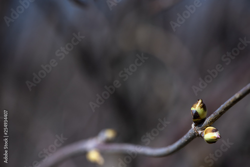 A branch with buds on a dark background. Spring background, copy space. © Светлана Монякова