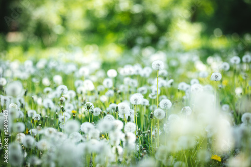 Blooming dandelion field 