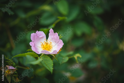 Dog rose  Rosa Canina  blossom and green leaves with rain drops on it. Macro image  blurred background
