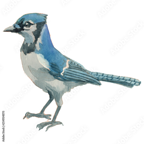 The blue jay. Watercolor hand painted drawing of bird. photo