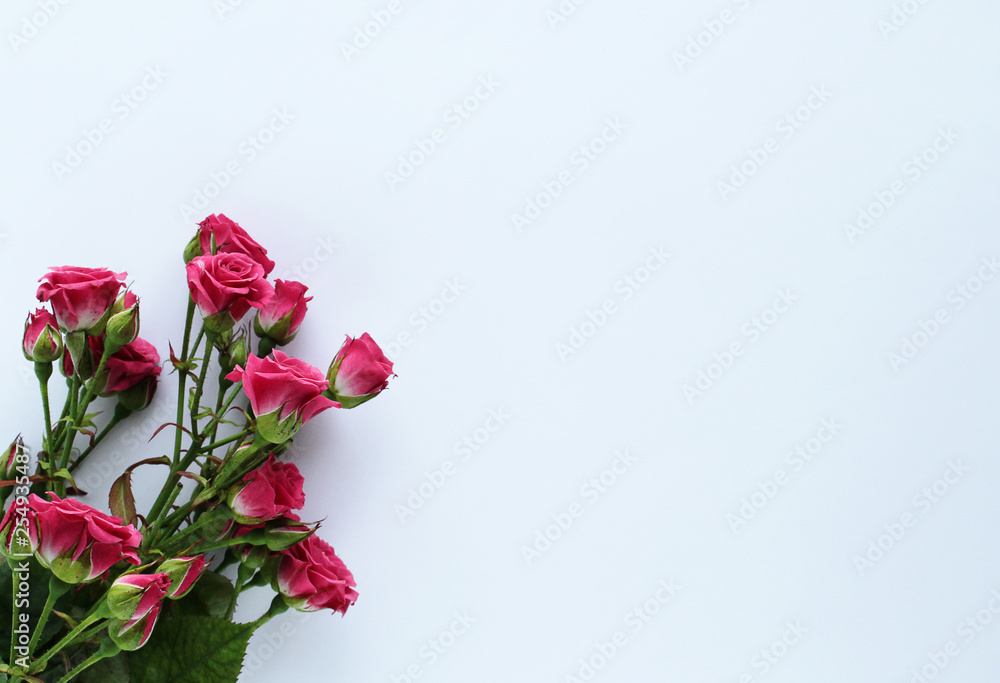 Fototapeta premium pink delicate roses on a white background