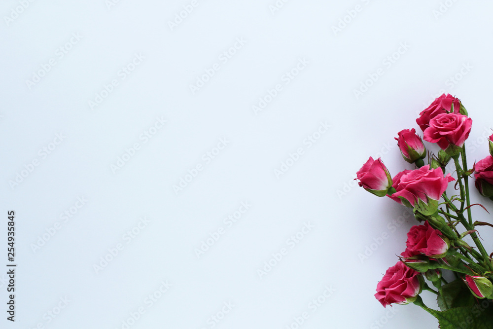 small delicate cute roses on a white background small delicate cute roses on a white background
