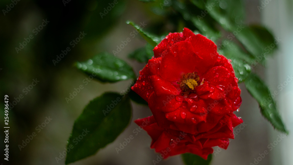 red rose in the garden red rose in the garden