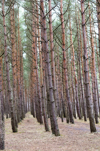 Pine forest. A row of pine trees in the forest. Vertical photo.