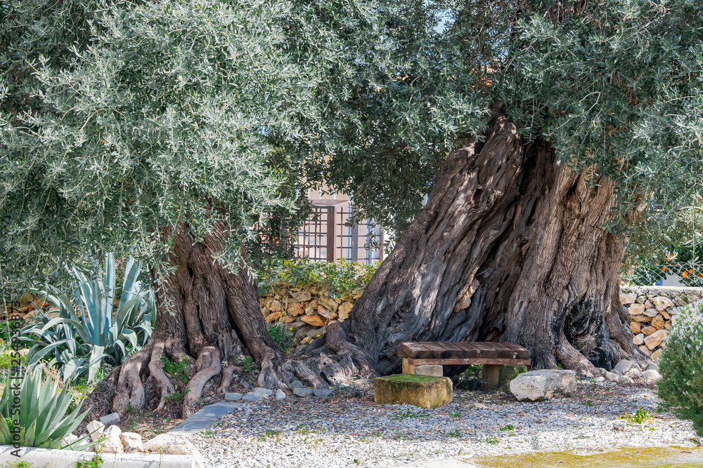 Wooden bench in the shade of old olive trees in the garden Wooden bench in the shade of old olive trees in the garden