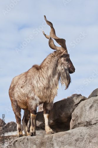 A goat with big horns  mountain goat marchur  stands alone on a rock  mountain landscape and sky. Allegory on scapegoat.