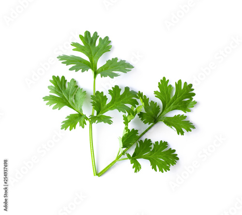 Green coriander leaves close-up, isolation on a white background. top view