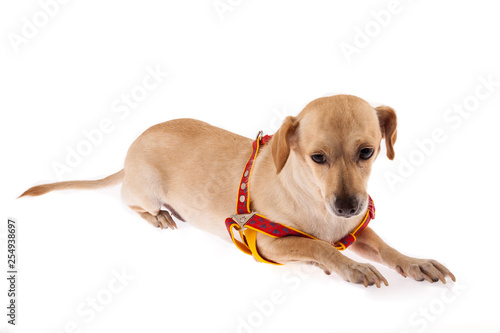 beautiful and tender pet  dog  on white background