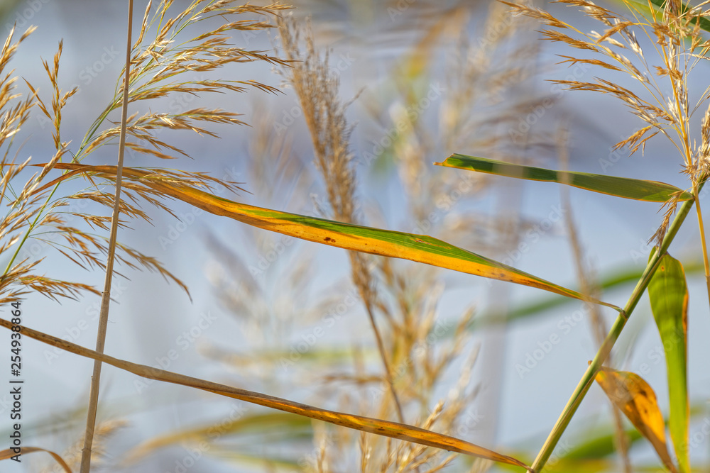 The reeds The reeds