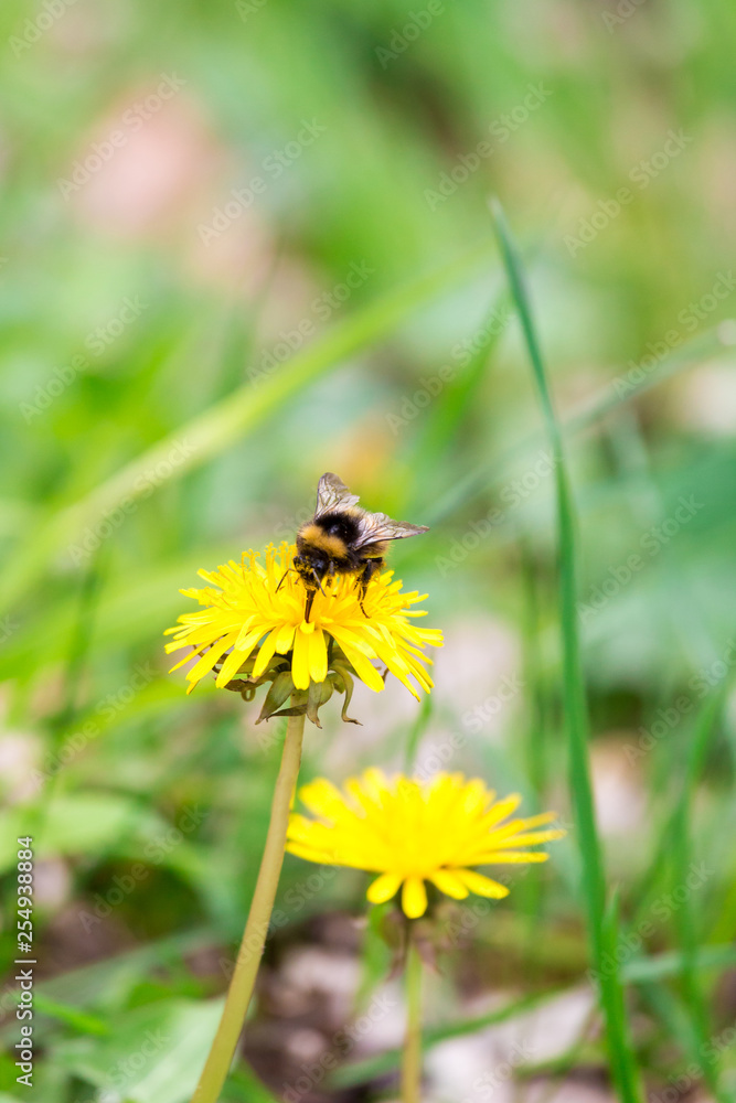 Bumblebee Sitting on a Yellow Dandelion Flower, Germany Bumblebee Sitting on a Yellow Dandelion Flower, Germany