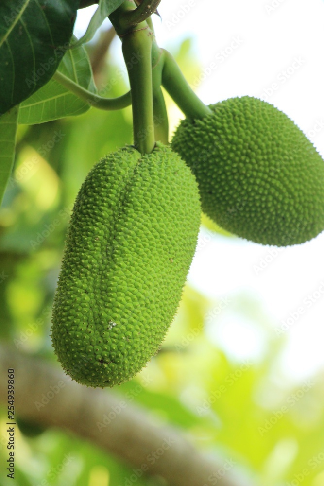 breadfruit hanging on the tree with nature breadfruit hanging on the tree with nature