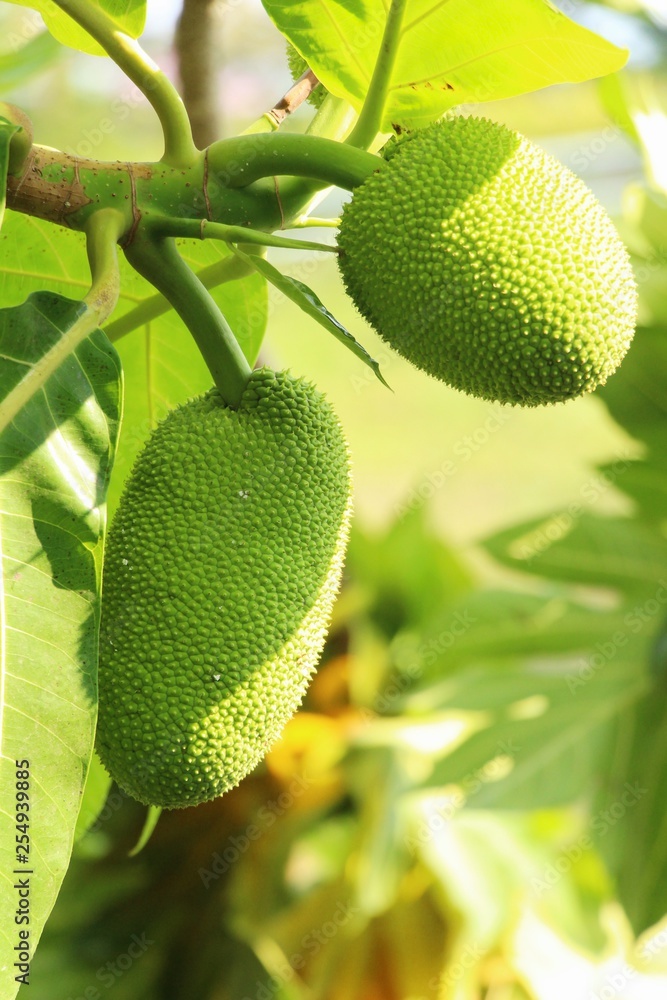 breadfruit hanging on the tree with nature breadfruit hanging on the tree with nature