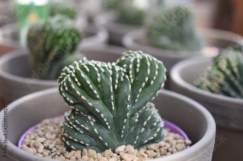 Cactaceae Sukkulenten Kakteen Kaktus Zimmerpflanze stachelig Stachel Grün Pflegeleicht  photo