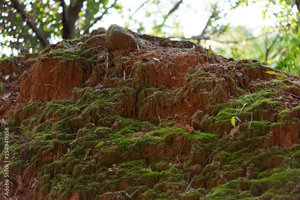 Fototapeta premium 苔のついた土
