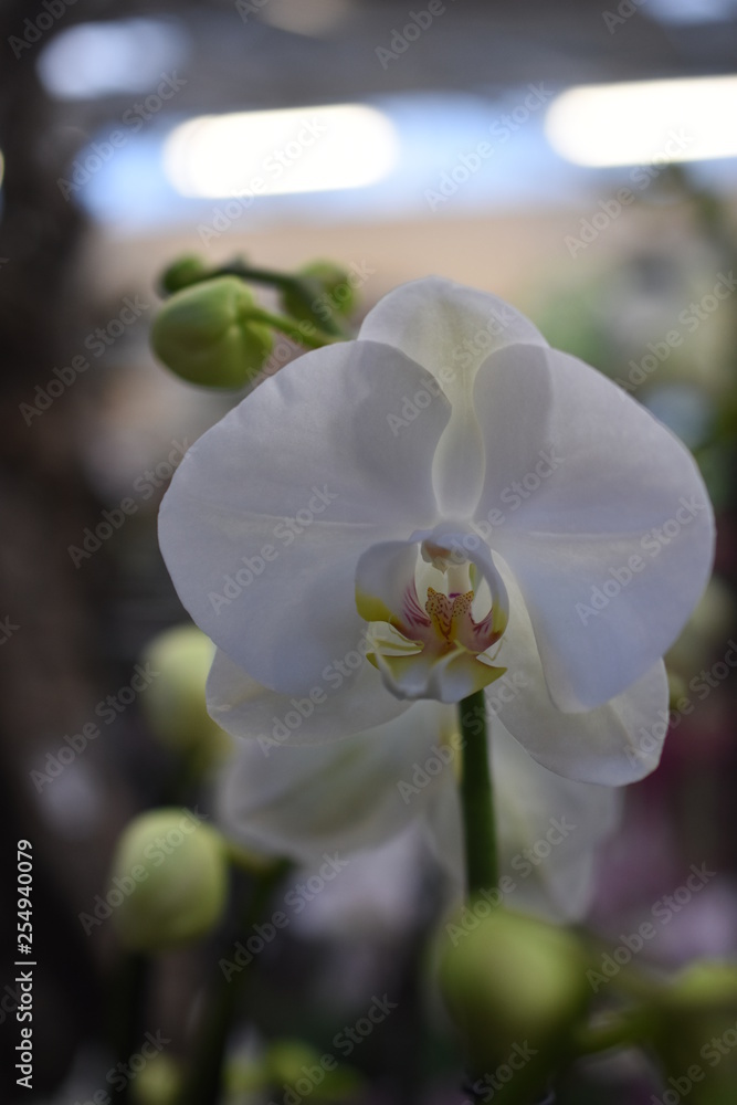 Orchidee Phalaenopsis Schmetterlingsorchidee Orchids Nachtfalterorchidee  Orchidaceae Zimmerpflanze Blüte weiß Stock Photo | Adobe Stock