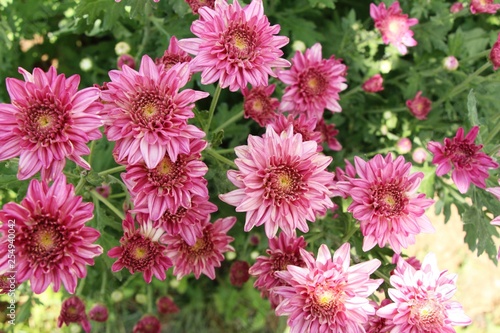 Chrysanthemums flower is beautiful in the garden