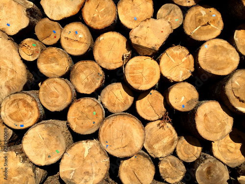Pile of pine logs ready for cutting into planks in wood processing industry. Group of tree trunks.