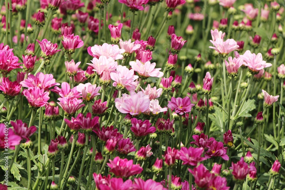 Chrysanthemums flower is beautiful in the garden Chrysanthemums flower is beautiful in the garden