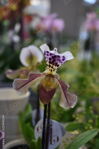 Frauenschuh Cypripedium Zimmerpflnaze Orchidee braun lila weiß gelb photo