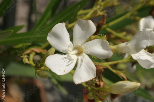 Floraison au jardin d'agrément-38 © indorienta