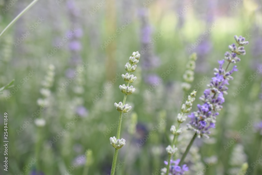 Fototapeta premium Lavendel Lavandula angustifolia Duftpflanze Kräuter Blüte Nutzpflanze 