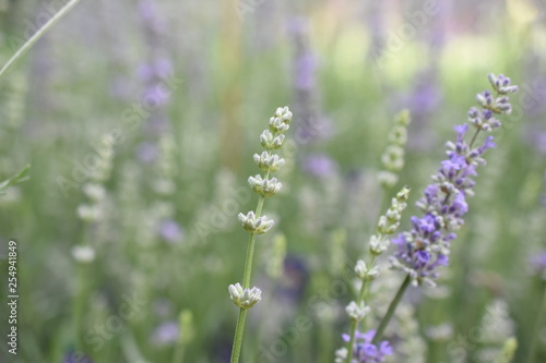 Lavendel Lavandula angustifolia Duftpflanze Kräuter Blüte Nutzpflanze 