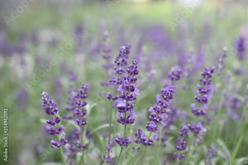 Lavendel Lavandula angustifolia Duftpflanze Kr  uter Bl  te  Nutzpflanze 