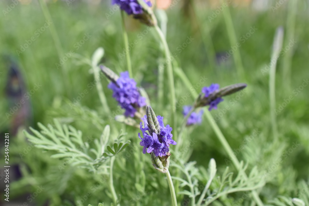 Lavendel Lavandula angustifolia Duftpflanze Kräuter Blüte Nutzpflanze Zahnlavendel Lavendel Lavandula angustifolia Duftpflanze Kräuter Blüte Nutzpflanze Zahnlavendel