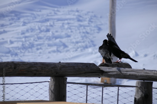 Zwei Raben mit Bergpanorama im Hintergrund