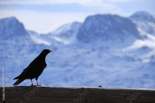 Rabe mit traumhaftem Bergpanorama im Hintergrund