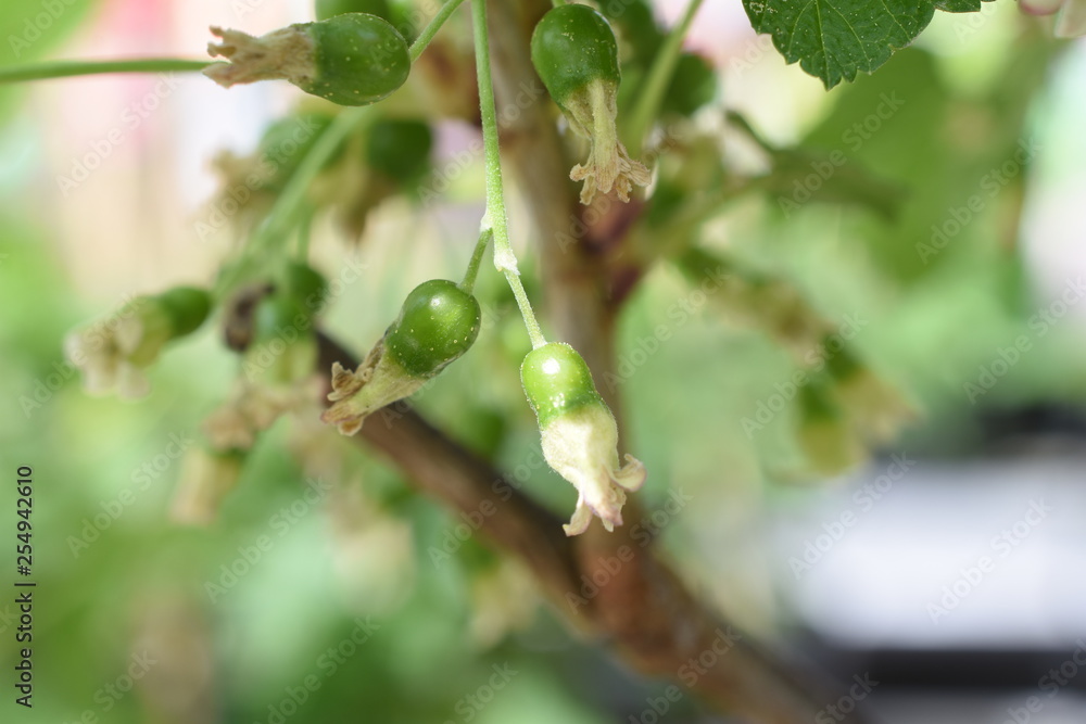Ribisel Johannisbeeren Blüte Früchte grün Ribes Steinbrechgewächse Gartenpflanzen Meertrübeli Obst gesund Ribisel Johannisbeeren Blüte Früchte grün Ribes Steinbrechgewächse Gartenpflanzen Meertrübeli Obst gesund
