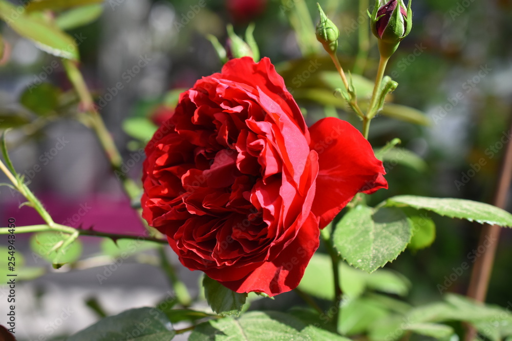 Obraz premium Kletterrose Kletterpflanze Rose Florentina Blüte Knospe Rot Rosaceae