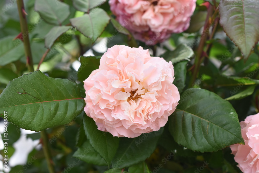 Rosa Augusta Luise Gartenrose Edelrose Rosa Augusta Luise Gartenrose Edelrose
