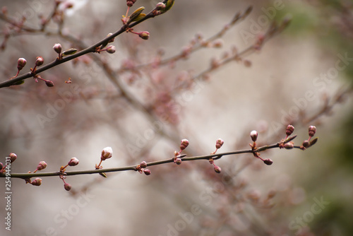 Pop-up buds of apricot tree flowers. Spring flowering of apricot tree.