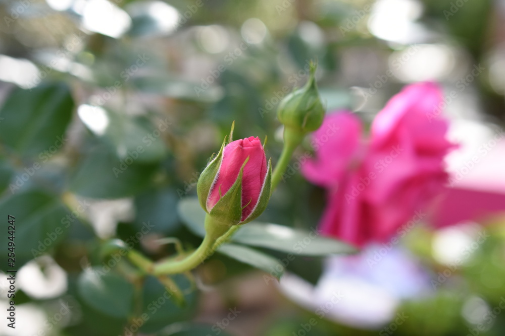 Kletterrose Rosaceae Rosanna Blüte Pink Kletterpflanze Kletterrose Rosaceae Rosanna Blüte Pink Kletterpflanze
