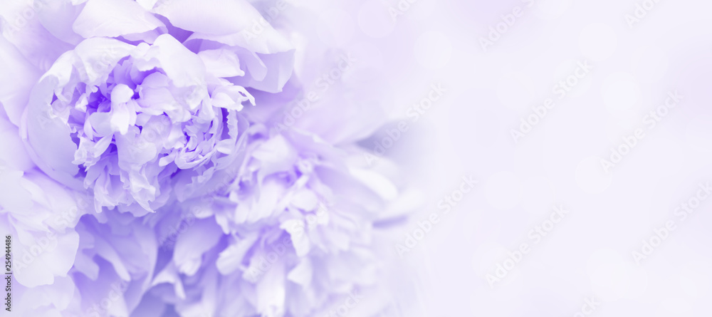 Petals of flowers peony close up. Gentle natural background or banner. Proton purple, color trend of year 2019. Soft selective focus. Petals of flowers peony close up. Gentle natural background or banner. Proton purple, color trend of year 2019. Soft selective focus.