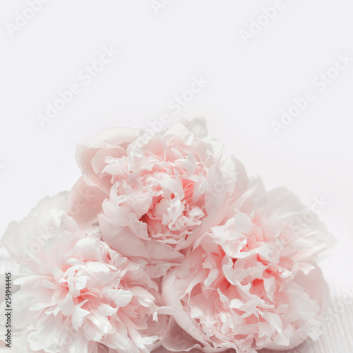 Floral background, close up photography delicacy petals of pink peonies with copy space. Selective focus.