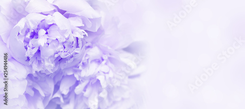 Petals of flowers peony close up. Gentle natural background or banner. Proton purple, color trend of year 2019. Soft selective focus.