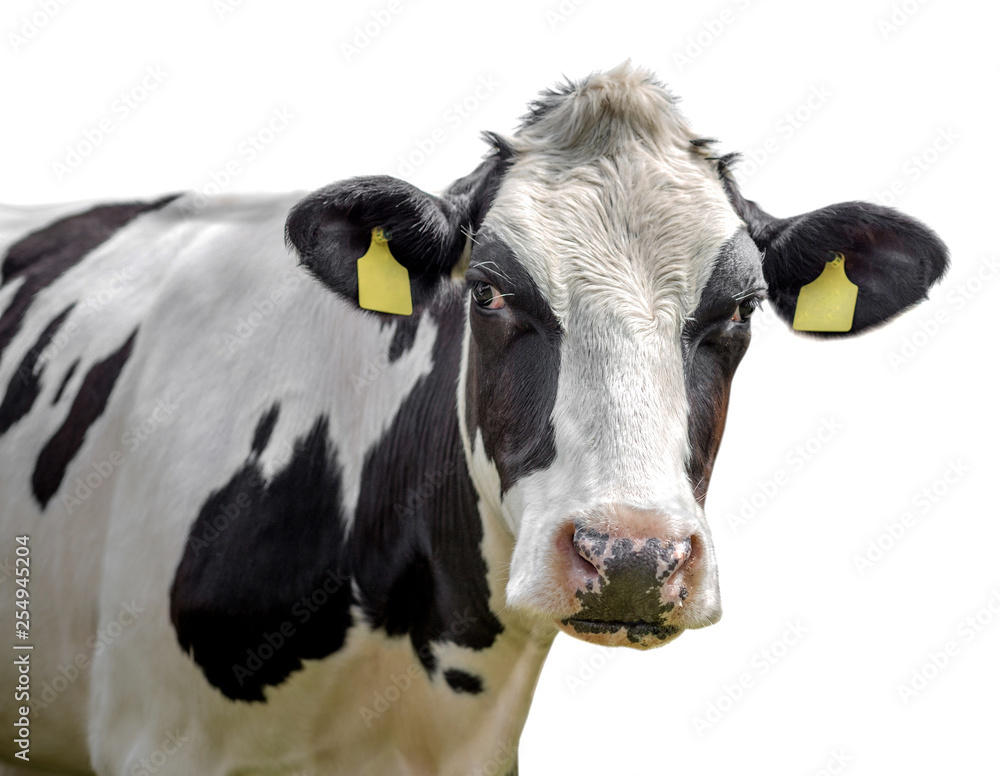 cow on a white background isolated cow on a white background isolated