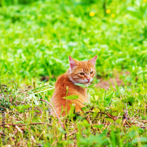 ginger cat in green grass on spring or summer morning