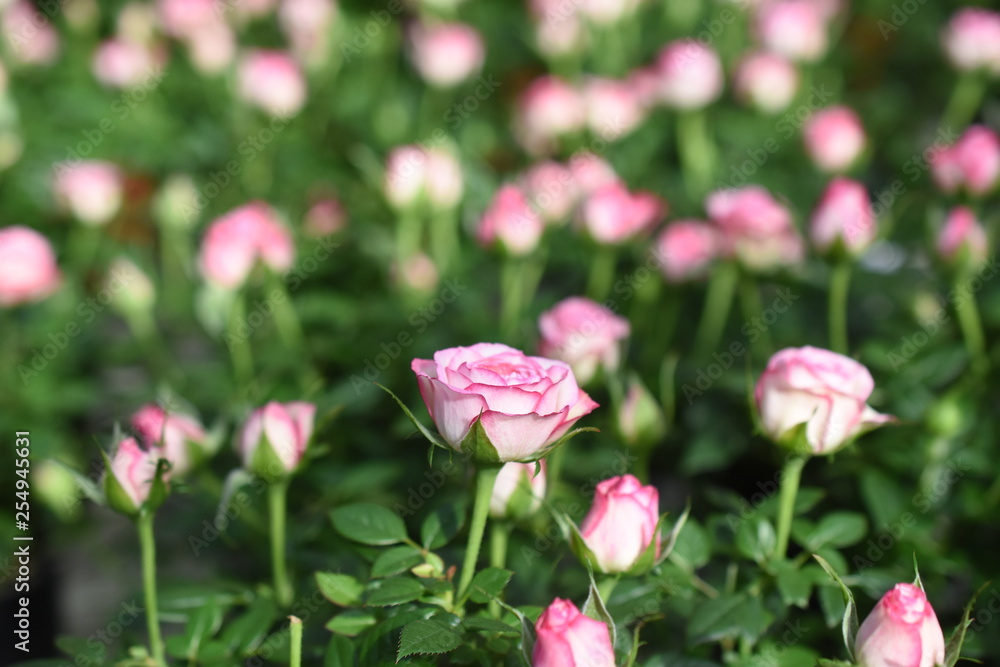 Topfrosen Knospen Blüten rosa rot lachs Gartenrosen