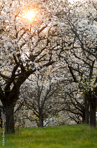 Cherry orchard in spring